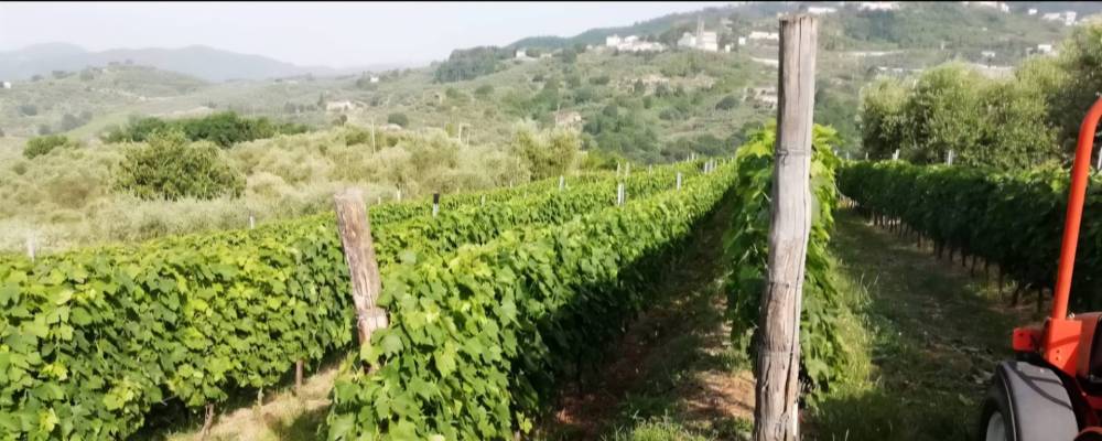 terreno agricolo in vendita a Capannori in zona Marlia