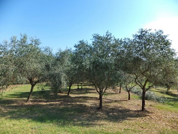 terreno agricolo in vendita a Capannori in zona Castelvecchio di Compito