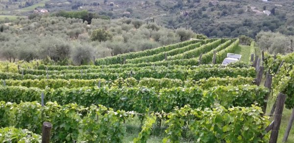 terreno in vendita a Capannori in zona San Gennaro