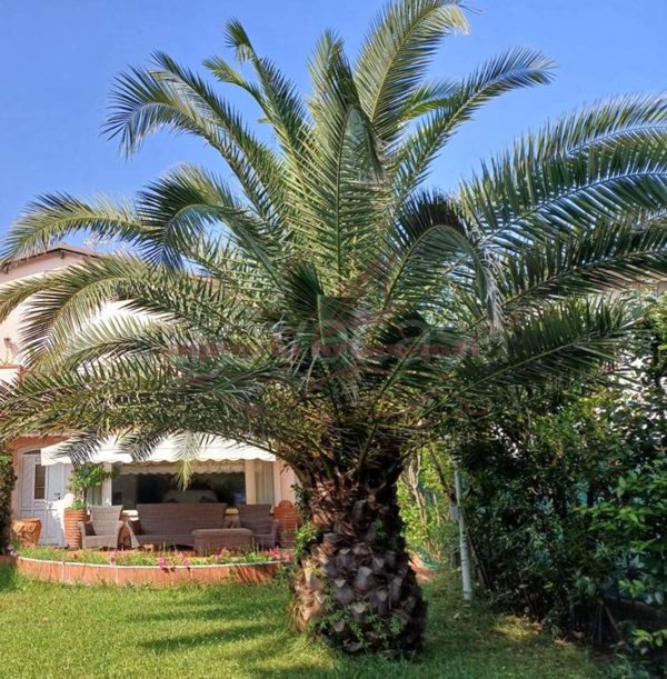 casa indipendente in vendita a Forte dei Marmi