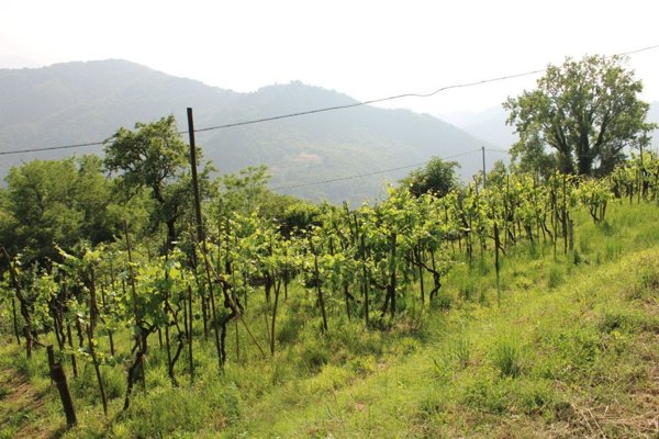 casale in vendita a Fosciandora in zona Treppignana