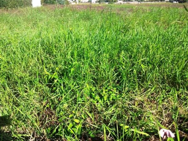 terreno agricolo in vendita a Lucca in zona San Cassiano a Vico