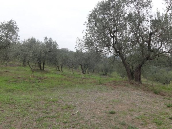 terreno agricolo in vendita a Lucca in zona San Donato