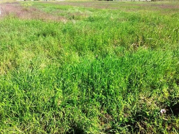 terreno agricolo in vendita a Lucca in zona San Pietro a Vico