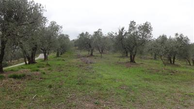 terreno agricolo in vendita a Lucca in zona Fagnano