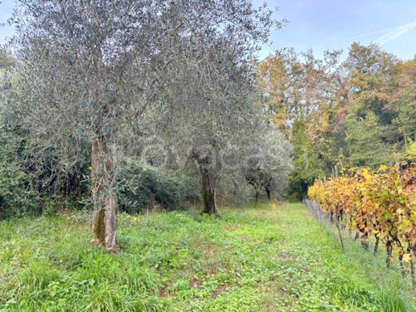 terreno agricolo in vendita a Lucca in zona Torre