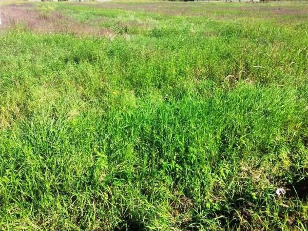terreno agricolo in vendita a Lucca in zona San Pietro a Vico