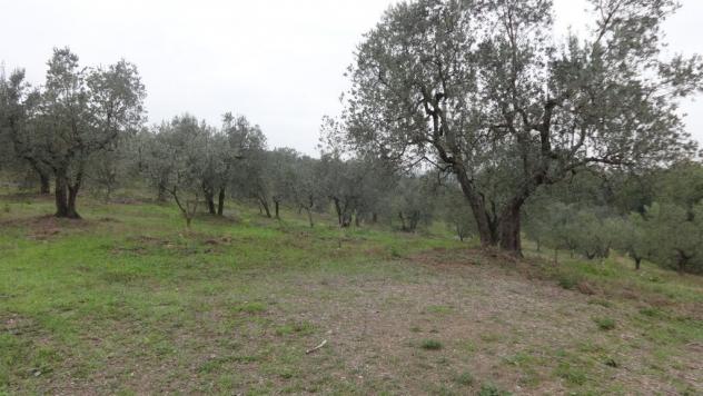 terreno agricolo in vendita a Lucca in zona San Donato
