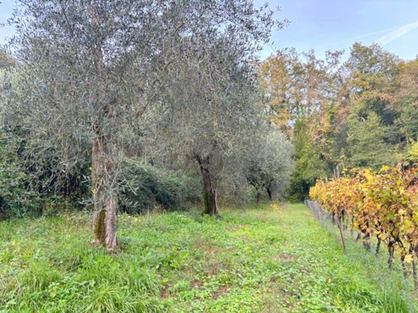 terreno agricolo in vendita a Lucca in zona Torre
