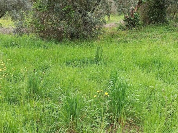 casa indipendente in vendita a Lucca in zona Santa Maria del Giudice