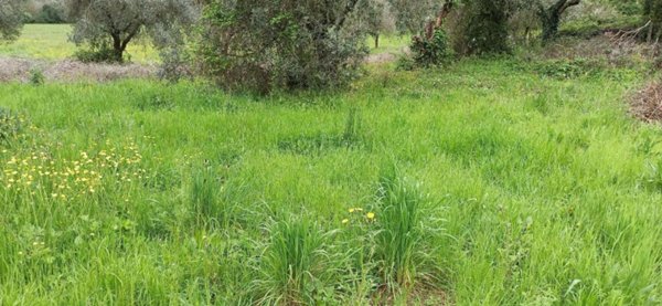 casa indipendente in vendita a Lucca in zona San Lorenzo a Vaccoli