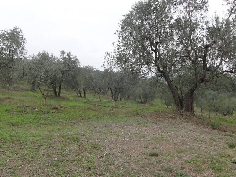 terreno agricolo in vendita a Lucca