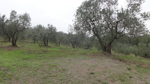 terreno agricolo in vendita a Lucca in zona San Donato