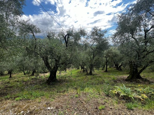 terreno agricolo in vendita a Lucca in zona Ciciana