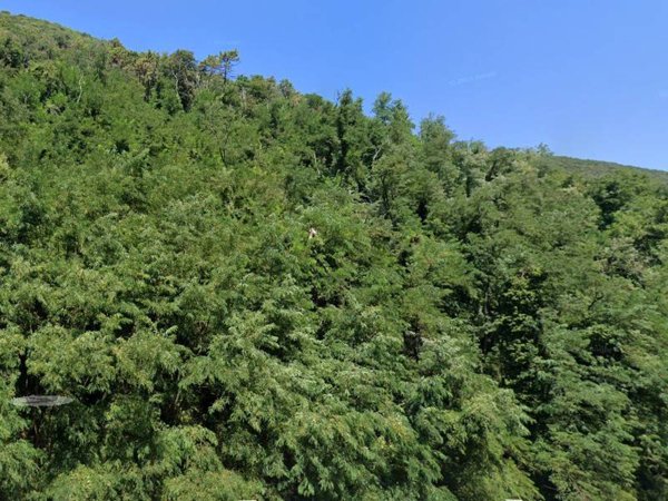 terreno agricolo in vendita a Lucca in zona Maggiano
