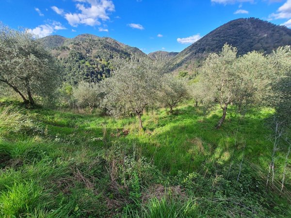 terreno agricolo in vendita a Lucca in zona Piazzano