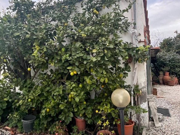 casa indipendente in vendita a Lucca in zona zona San Marco