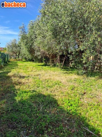 casa indipendente in vendita a Massarosa
