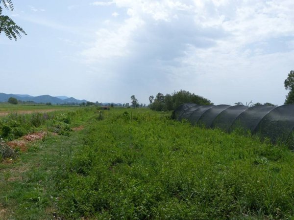 terreno agricolo in vendita a Massarosa in zona Stiava
