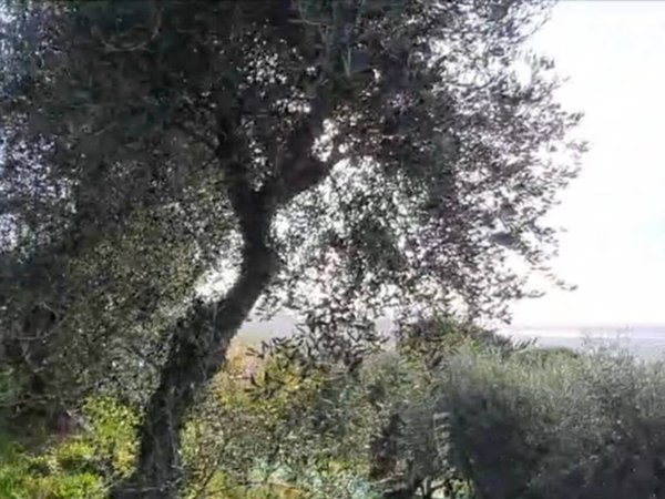 casa indipendente in vendita a Massarosa in zona Bargecchia