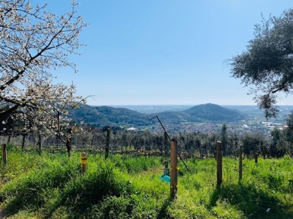 azienda agricola in vendita a Massarosa in zona Stiava