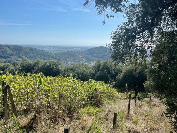 azienda agricola in vendita a Massarosa in zona Stiava