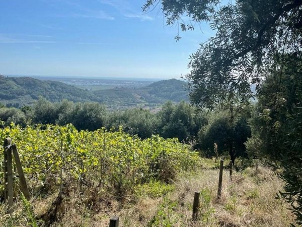 azienda agricola in vendita a Massarosa in zona Stiava