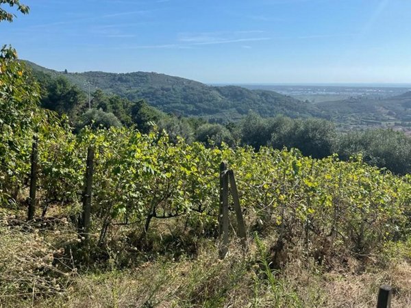 azienda agricola in vendita a Massarosa in zona Stiava