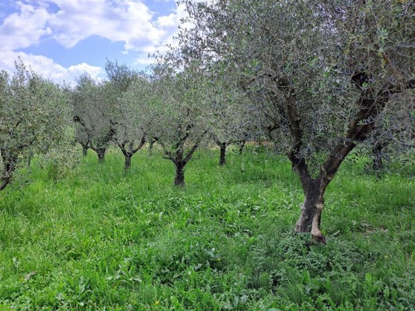 casa indipendente in vendita a Massarosa in zona Piano di Mommio