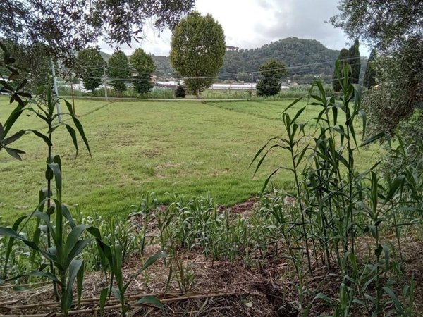 terreno agricolo in vendita a Massarosa in zona Corsanico