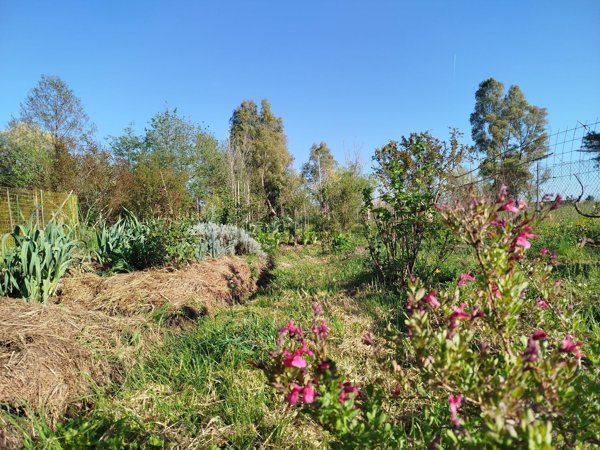 quadrivano in vendita a Massarosa