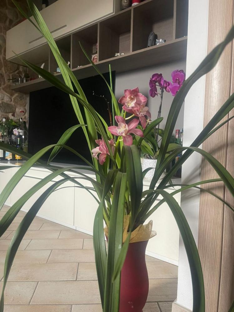 appartamento in vendita a Massarosa