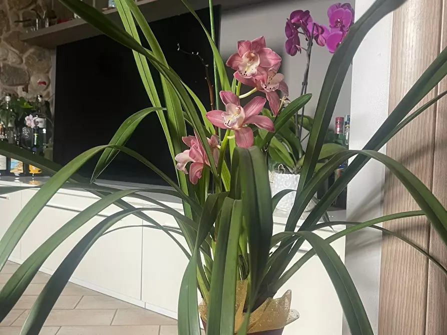 appartamento in vendita a Massarosa