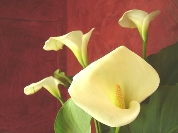 appartamento in vendita a Massarosa in zona Corsanico