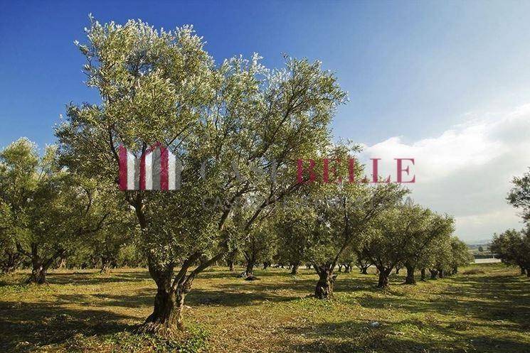 terreno agricolo in vendita a Massarosa in zona Mommio