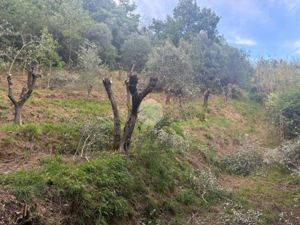 terreno agricolo in vendita a Massarosa