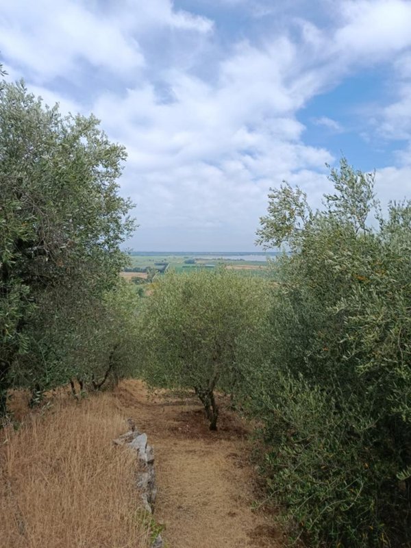 bivano in vendita a Massarosa