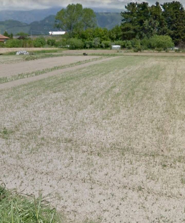 terreno agricolo in vendita a Massarosa in zona Piano del Quercione
