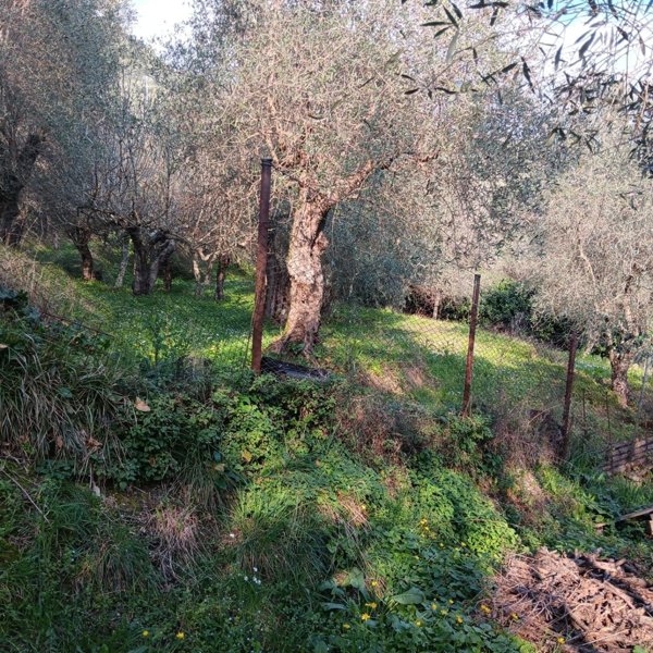 terreno agricolo in vendita a Massarosa in zona Bargecchia