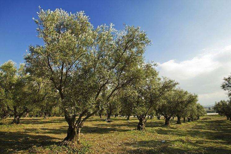 terreno agricolo in vendita a Massarosa