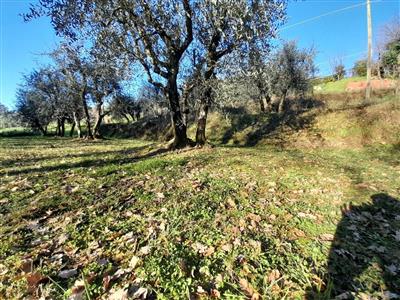 terreno agricolo in vendita a Montecarlo