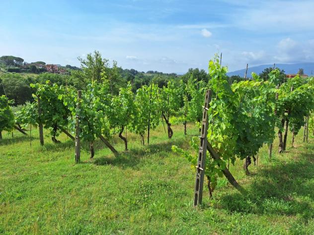 terreno agricolo in vendita a Montecarlo