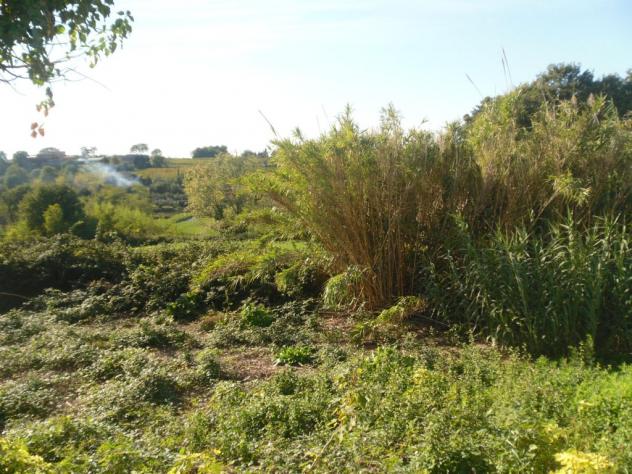 terreno agricolo in vendita a Montecarlo