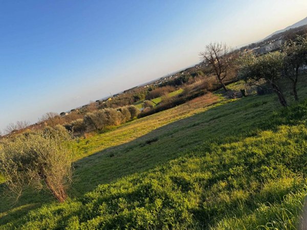 terreno agricolo in vendita a Montecarlo