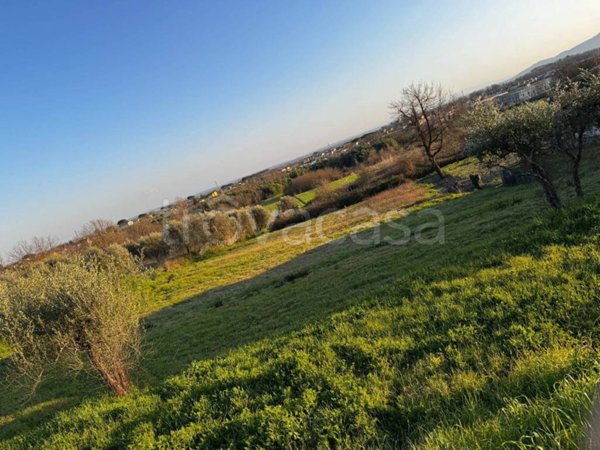 terreno agricolo in vendita a Montecarlo