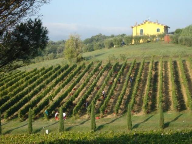 terreno agricolo in vendita a Montecarlo