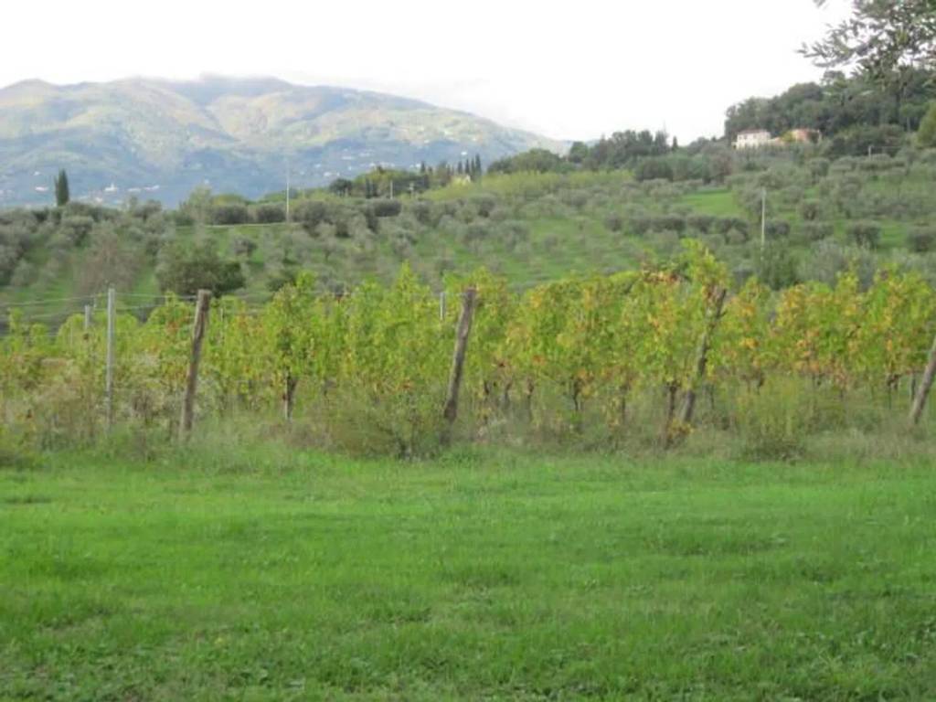 terreno agricolo in vendita a Montecarlo