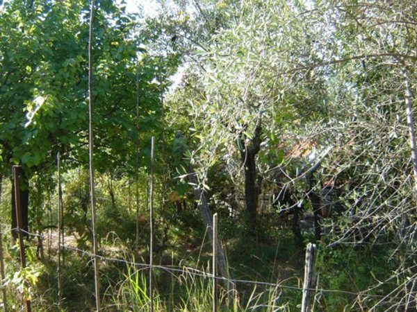casa indipendente in vendita a Montecarlo