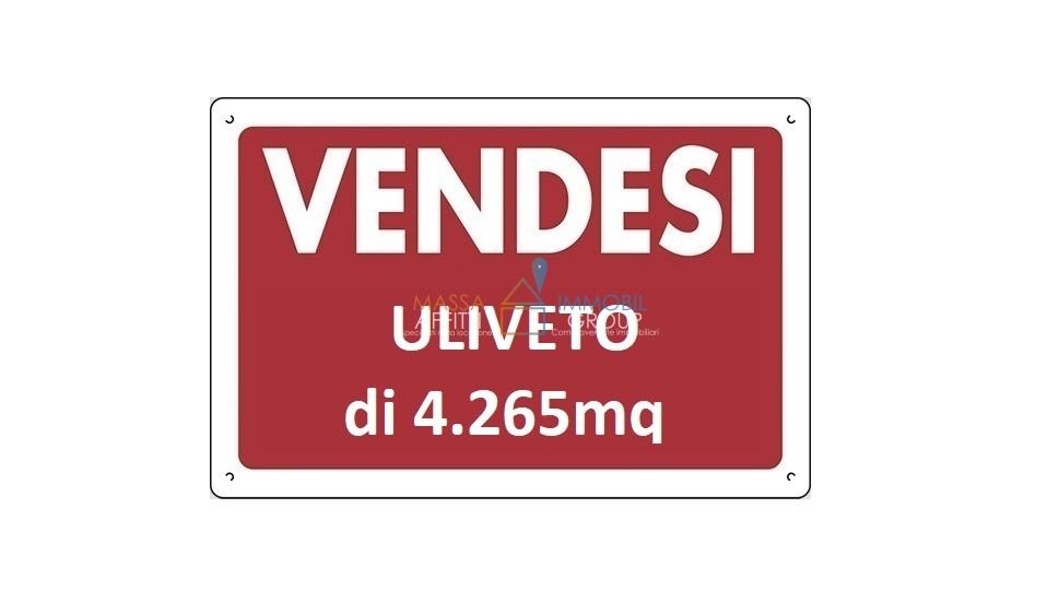 terreno agricolo in vendita a Pietrasanta