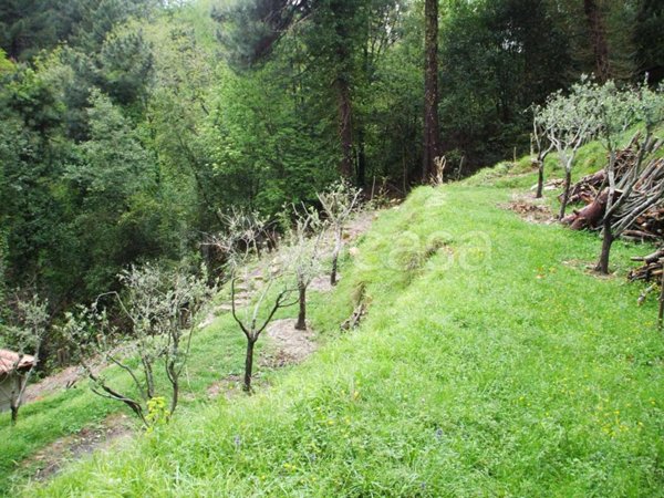 terreno agricolo in vendita a Pietrasanta in zona Capriglia